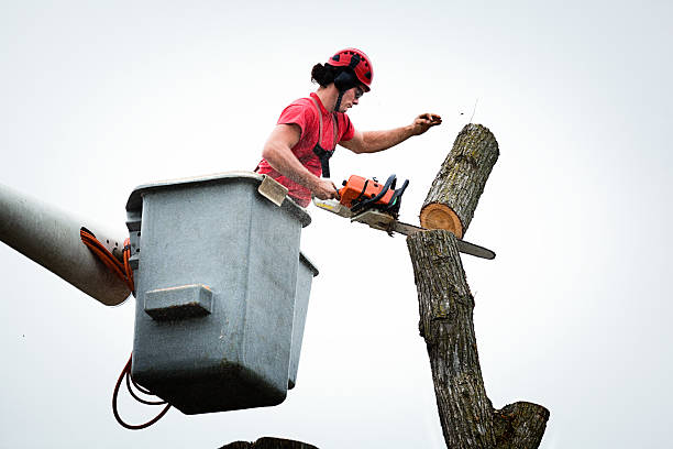 Professional Tree Care in Brilliant, AL